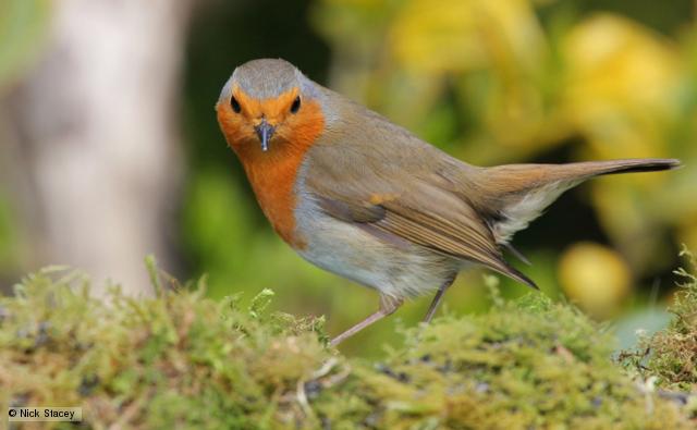 A+study+finds+that+European+Robins+%28pictured+above%29+may+try+to+sing+during+the+night+to+avoid+traffic+noise.