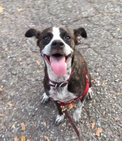 Reporter Lily Jennings' dog, Bear.