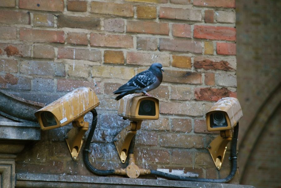 A city-flocking pigeon overlooks the city with the help of his security cameras.
