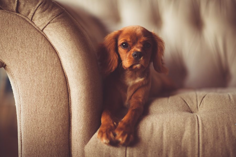 Adorable puppy on a couch. Source: Rawpixel