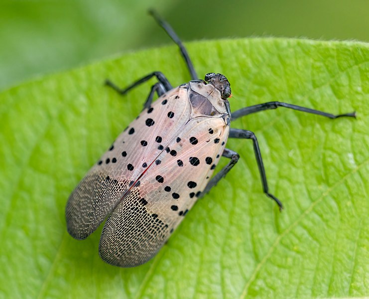 Source: https://commons.wikimedia.org/wiki/File:Spotted_lanternfly_in_BBG_(42972).jpg