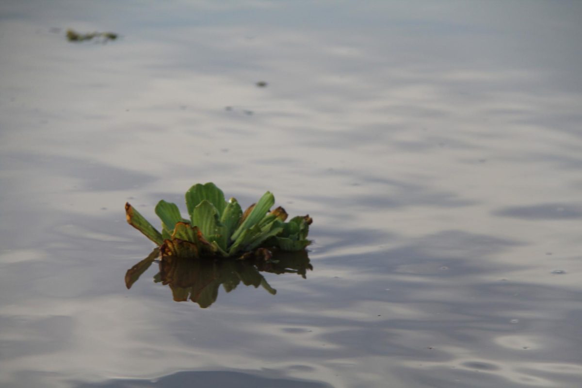Expedition to the Amazon Basin