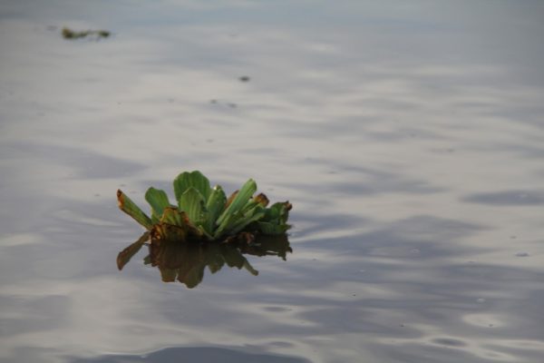 Expedition to the Amazon Basin